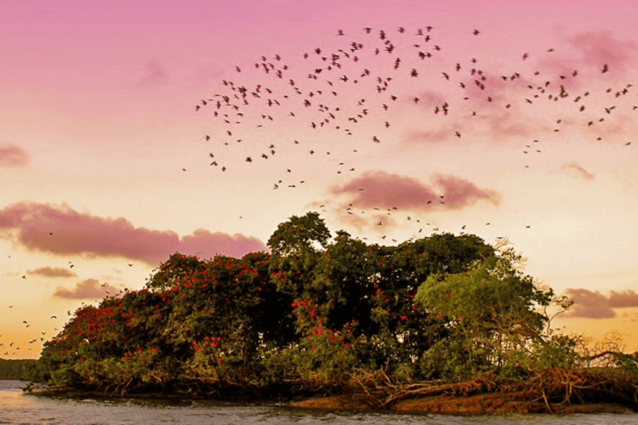 Sunset in Barreirinhas, with a pink-hued sky, a flock of birds in flight, and the typical vegetation of the Lençóis Maranhenses in the foreground.