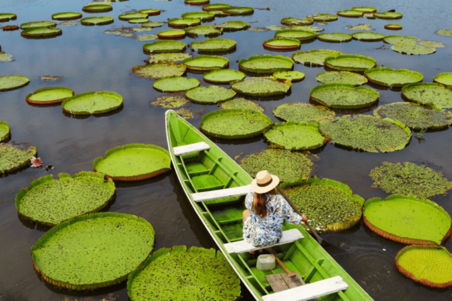 Person in a green canoe paddling among giant water lilies on the Tapajós River, in the Brazilian Amazon, surrounded by a peaceful natural setting.