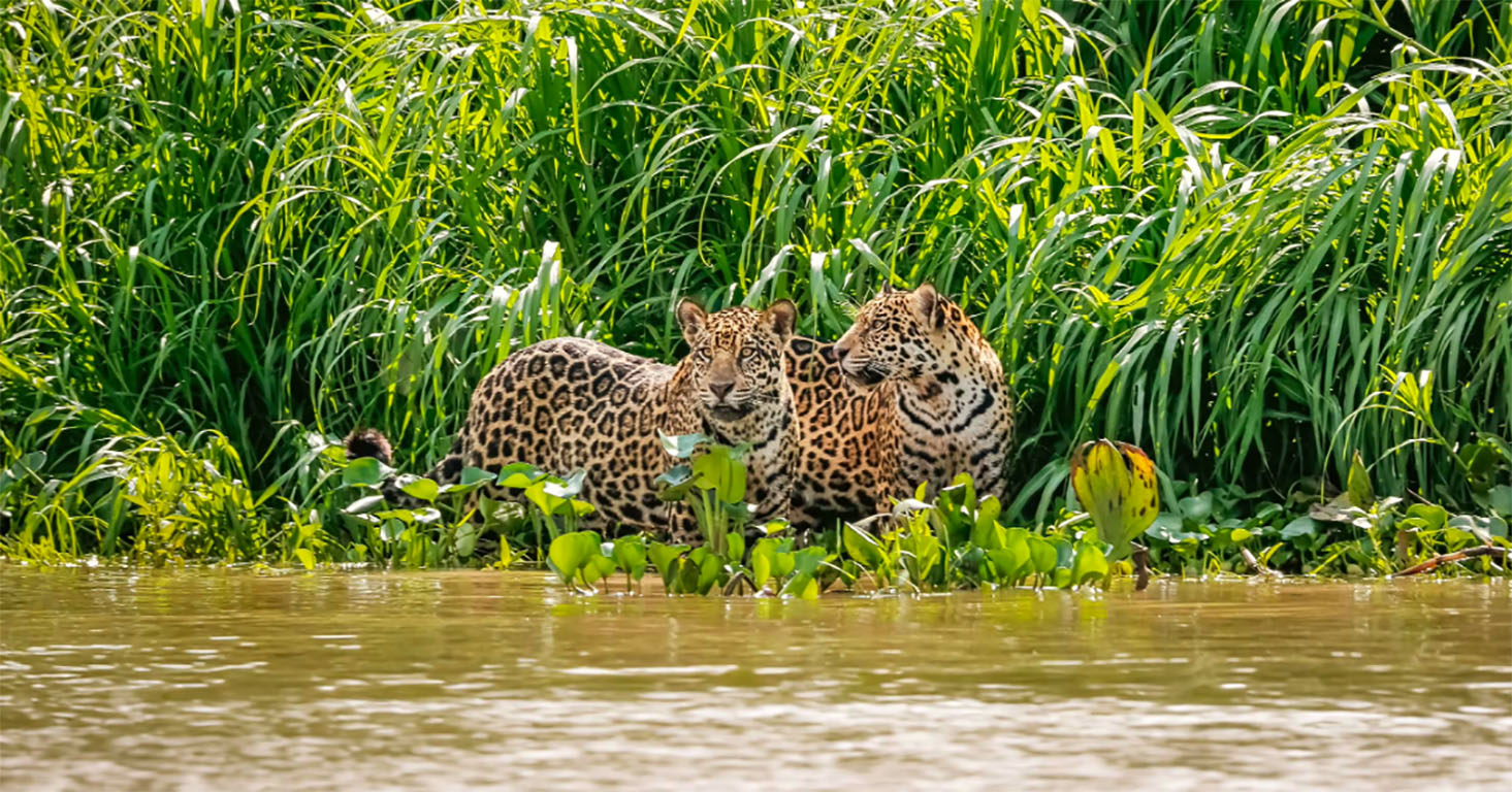 Largest Wetland in the World